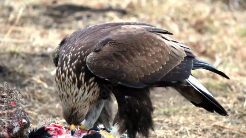 Golden Eagle stands over its fresh kill in a dry natural habitat. This majestic raptor eats its prey on the ground during the daytime, showing its wild power