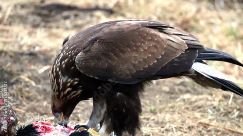 A powerful golden eagle consumes its prey on the dry, sparse ground during the day. The magnificent bird tears at the fresh carcass with its strong beak, displaying its predatory nature