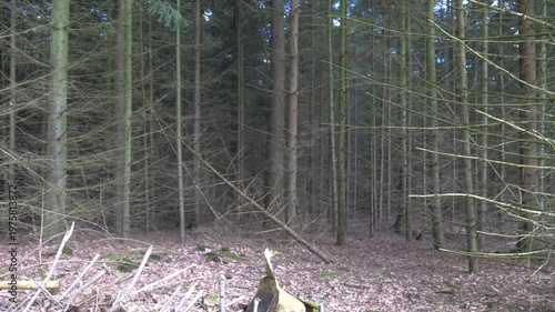 Point of view shot of a dirt path winding through a dense pine forest with sunlight filtering through the tall evergreen trees on a clear spring day.