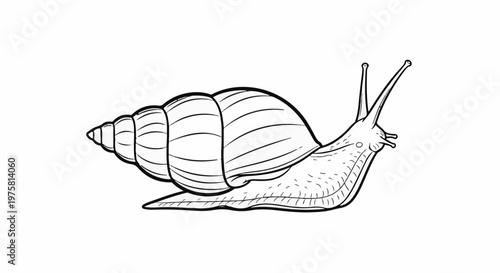 A detailed black and white illustration of a snail, shown from the side