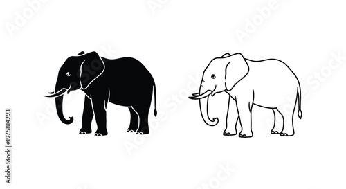 African Elephant Types Comparison Guide Vector