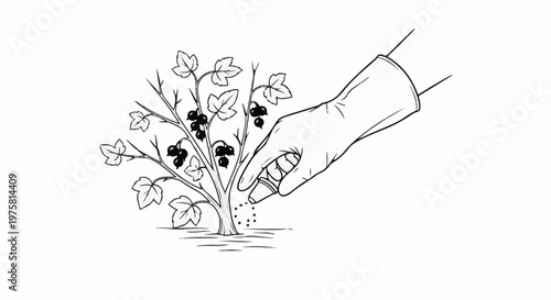 Hand in glove fertilizing a currant bush with berries