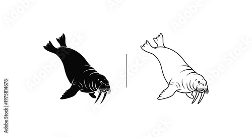 Walrus vs Seal Key Differences Explained Vector