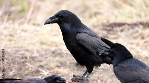 A prominent black raven stands on dry, sparse ground, observing its natural habitat. Another raven's presence is noted nearby, under the bright daylight sky