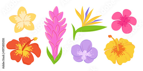 Set of stylized hand-drawn vector elements of tropical flora including hibiscus, plumeria, pink torch ginger, purple orchid and bird of paradise flower. Isolated on transparent background.
