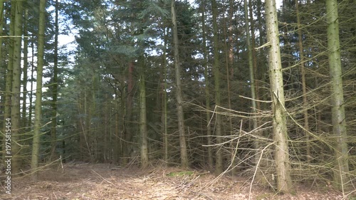 Point of view shot of a dirt path winding through a dense pine forest with sunlight filtering through the tall evergreen trees on a clear spring day.