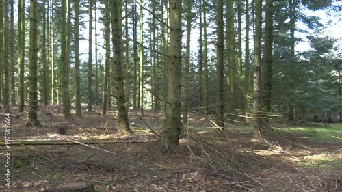 Point of view shot of a dirt path winding through a dense pine forest with sunlight filtering through the tall evergreen trees on a clear spring day.