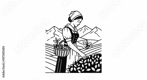 A woman in traditional clothing harvests plants in a mountainous field