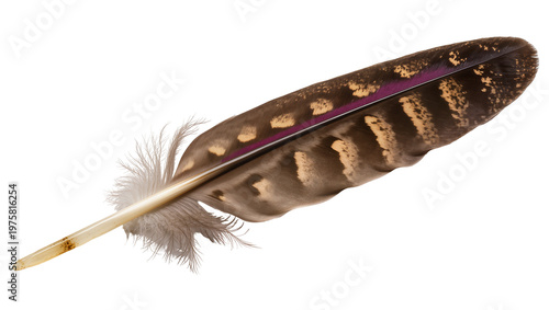 Cuadro en lienzo Brown speckled feather with fluffy base and yellow quill