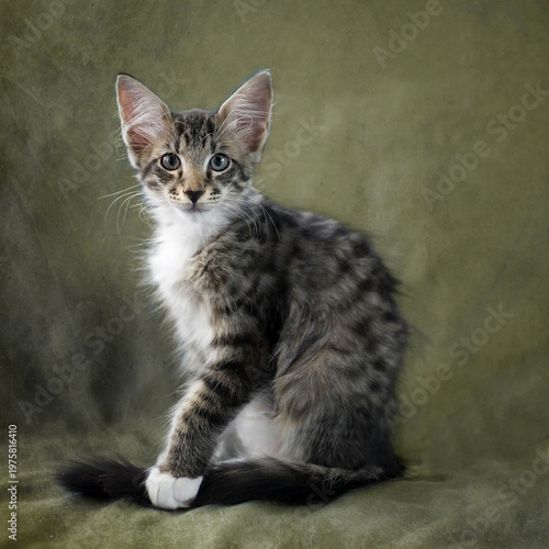 Porträt eines niedlichen Kätzchen