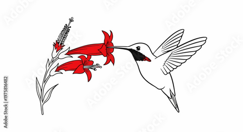 A small bird with white body sips nectar from red tubular flowers