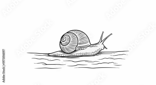 Detailed illustration of a snail slowly crawling across a wavy surface