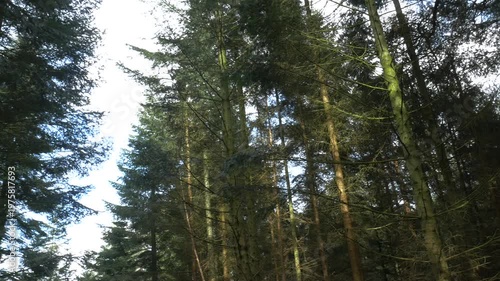 Point of view shot of a dirt path winding through a dense pine forest with sunlight filtering through the tall evergreen trees on a clear spring day.