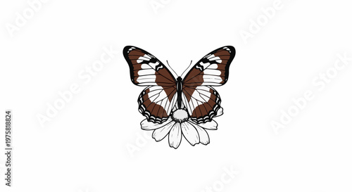 Brown and white butterfly perched on a daisy