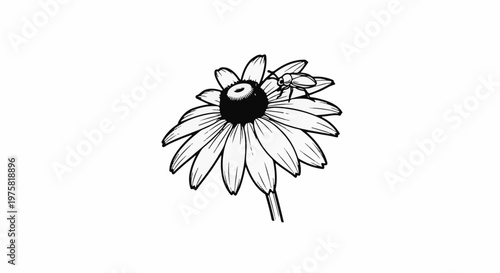 Line drawing of a daisy with an insect on its petals