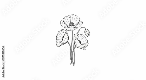 Delicate line drawing of four poppy flowers and one bud