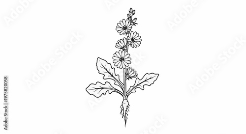 Detailed sketch of a flowering plant with a taproot and broad leaves