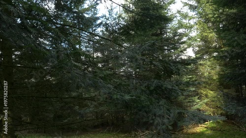 Point of view shot of a dirt path winding through a dense pine forest with sunlight filtering through the tall evergreen trees on a clear spring day.