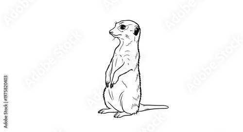 A line drawing of a meerkat standing alert