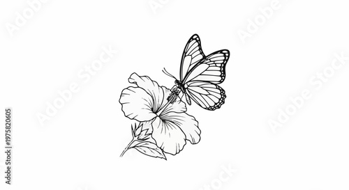 Butterfly on hibiscus flower, black and white line drawing