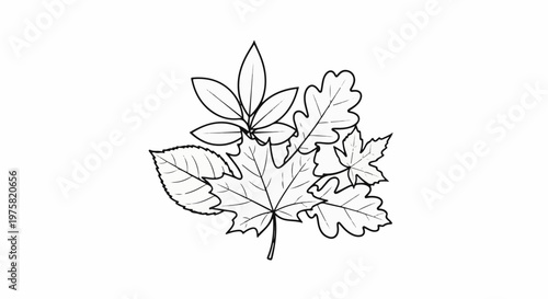 A cluster of various fall leaves in a black outline drawing