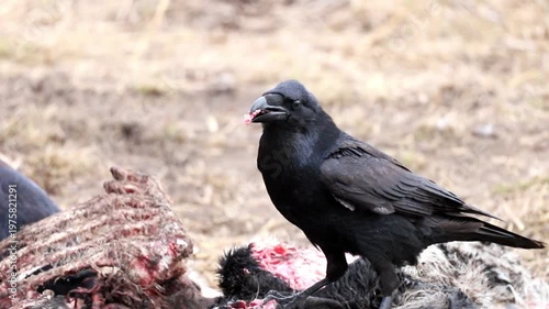 A raven scavenges a large animal carcass in an open, dry field. It pecks at the flesh and bones, consuming the remains under bright daylight. Another raven observes nearby