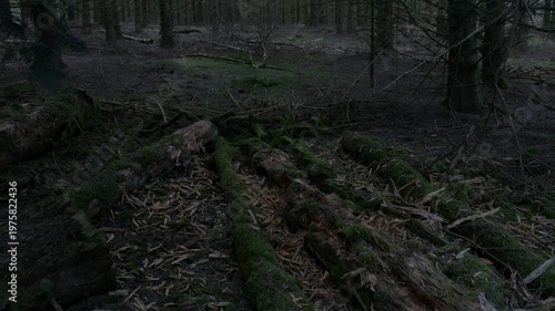 Low-angle view of moss-covered fallen tree trunks decomposing on the forest floor, surrounded by dry twigs and green moss in a dark, dense woodland.