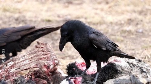 Observe a wild black raven actively feeding on the remains of a large animal carcass. Another raven waits nearby in the dry, open field on a clear day