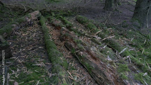 Low-angle view of moss-covered fallen tree trunks decomposing on the forest floor, surrounded by dry twigs and green moss in a dark, dense woodland.