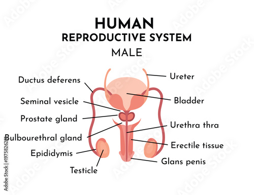 Male reproduction system structure diagram schematic vector illustration. Medical science educational illustration