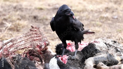 Black raven actively feeds on a large decaying animal carcass. The bird stands on the remains in a vast, dry field, tearing off pieces of meat during daylight