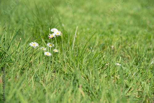 Close-up of delicate white daisies with yellow centers in green grass. Bright sunny natural scene with shallow depth of field, conveying freshness, purity, and peaceful outdoor atmosphere.