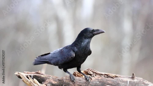 A powerful raven descends to land on a rugged log. The large black bird spreads its impressive wings wide, carefully balancing itself in a natural forest environment during the day