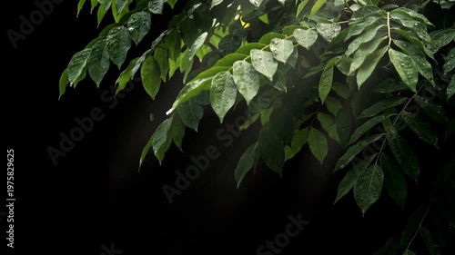 green leaves on black background