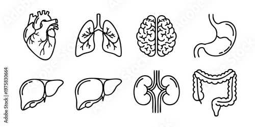 Detailed illustrations of human organs including heart, lungs, brain, stomach, liver, kidneys, and intestines in a medical context.