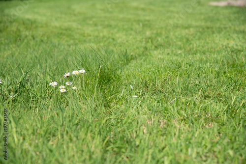 Small white daisies growing in lush green grass on a sunny day. Vibrant green grass with blooming white flowers. Ideal for springtime themes, simplicity, and fresh outdoor concept