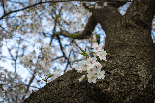 幹の途中から生えて咲く桜