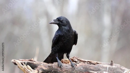 Black raven stands alert on a sturdy tree branch in a natural outdoor environment. Its dark feathers catch the daylight as it surveys its wild surroundings