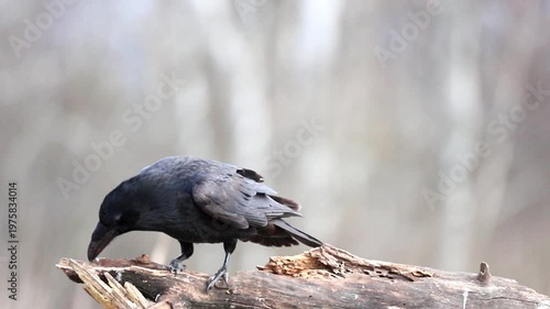 A majestic raven stands on a gnarled tree branch, lifting one clawed foot. Its dark feathers contrast with the soft, blurred background of dormant trees, observing its surroundings intently