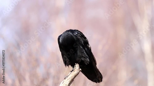 A majestic raven carefully preens its dark feathers while resting on a sturdy tree branch. The outdoor setting shows a soft, blurred natural background, suggesting a peaceful daytime moment