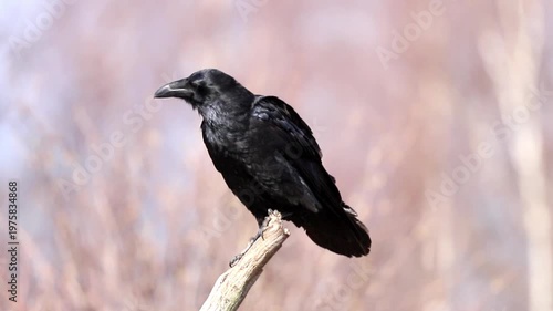 Raven sits quietly on a weathered tree branch in a natural setting. The black bird displays its dark plumage while observing the peaceful outdoor environment under daylight