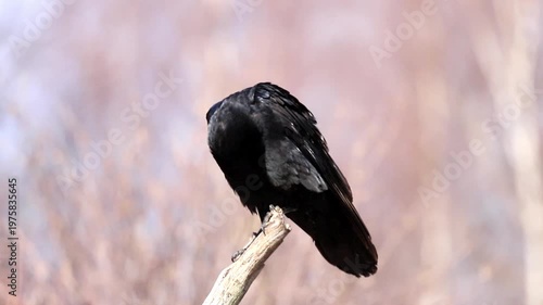 A large black raven carefully preens its feathers while perched on a sturdy dead tree branch. The bird is relaxed in its natural habitat, bathed in soft, natural daylight