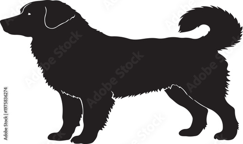 Foto Bernese Mountain Dog.