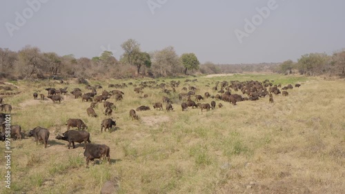 Cape buffalo herd in Kruger National Park grazes across open savanna grassland; a large herd, troop, or obstinacy spreads wide in natural African wildlife habitat.