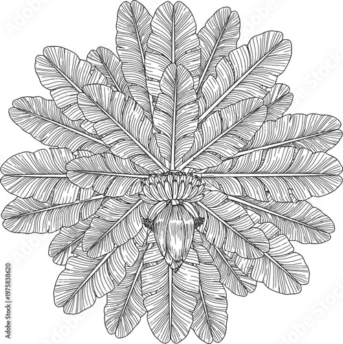 Botanical Mandala