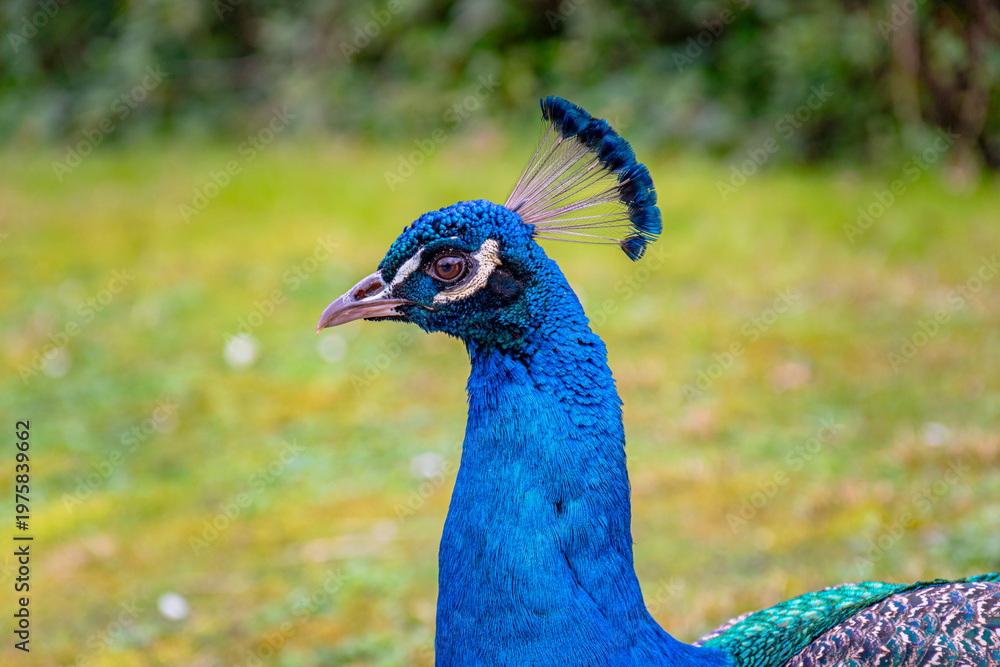 Obraz premium peacock with feathers