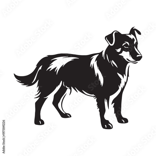 Norwegian, Buhund, Nordic, Spitz, Agile, Energetic, Loyal, Intelligent, Active, Herding, Farm, Working, Friendly, Alert, Brave, Playful, Devoted, Compact, Strong, Versatile, Watchdog, Confident.