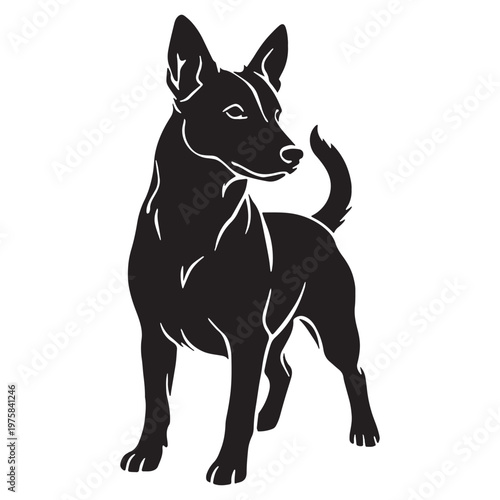 Norwegian, Buhund, Nordic, Spitz, Agile, Energetic, Loyal, Intelligent, Active, Herding, Farm, Working, Friendly, Alert, Brave, Playful, Devoted, Compact, Strong, Versatile, Watchdog, Confident.