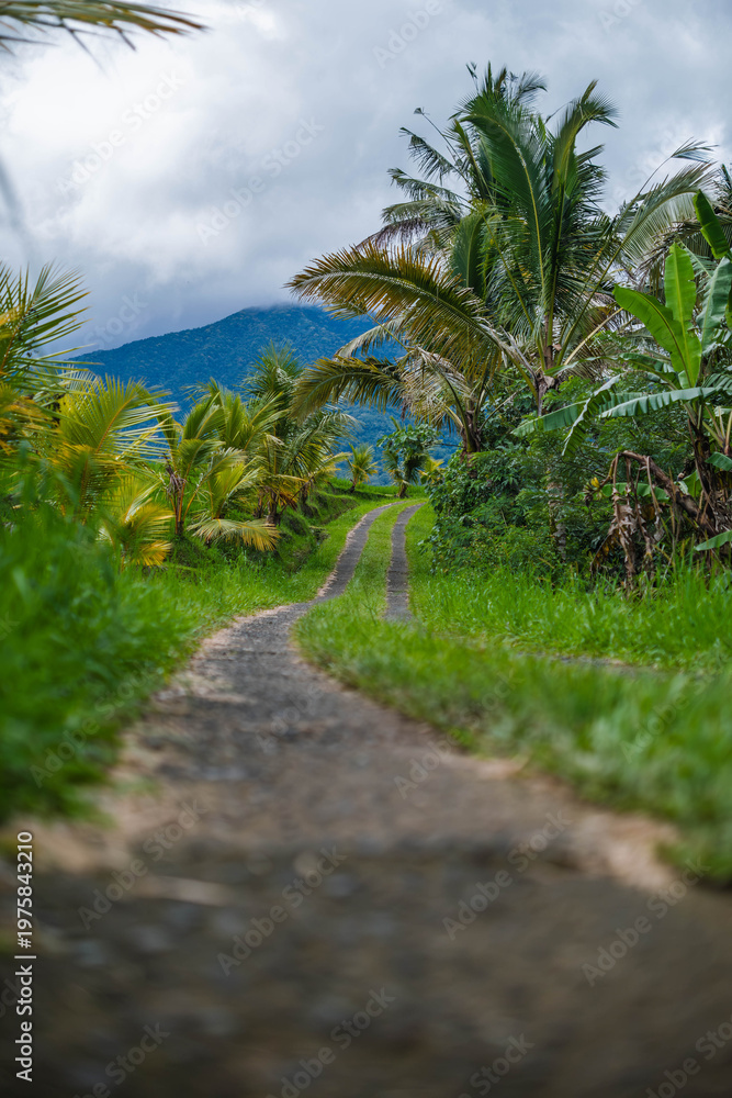 Fototapeta premium Winding Dirt Path Through Tropical Palm Plantation