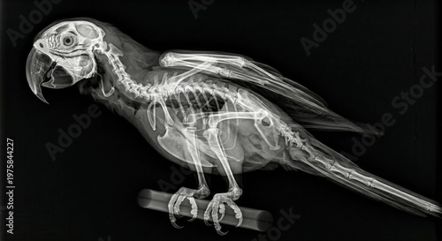 Photos Xray Parrot Skeleton Side View Anatomy